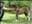 OzzyochJag